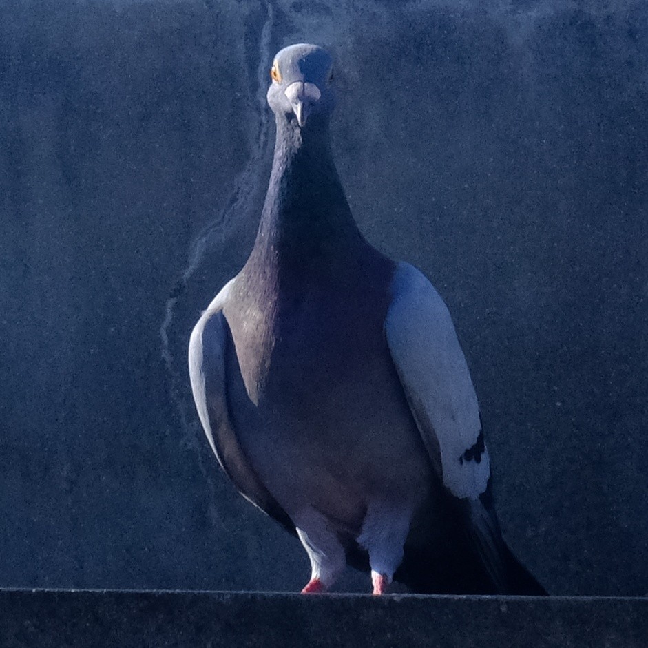 Rock Pigeon (Feral Pigeon) - ML620775114