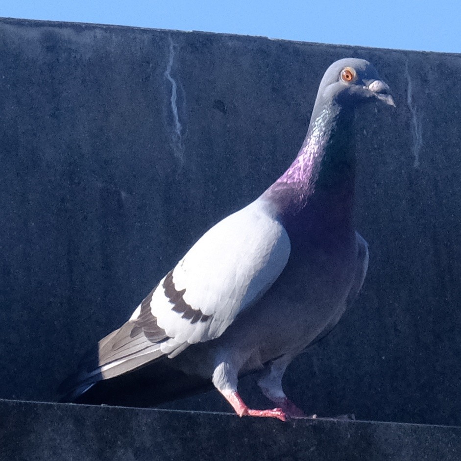 Rock Pigeon (Feral Pigeon) - ML620775115