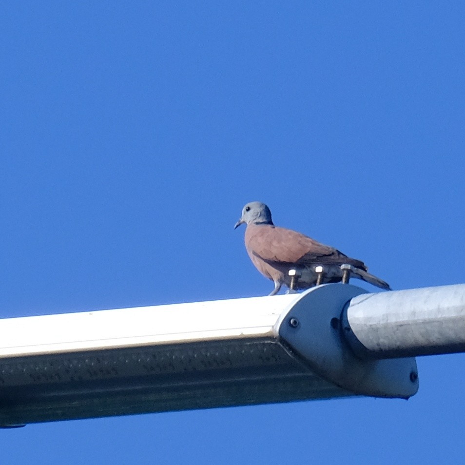 Red Collared-Dove - ML620775116