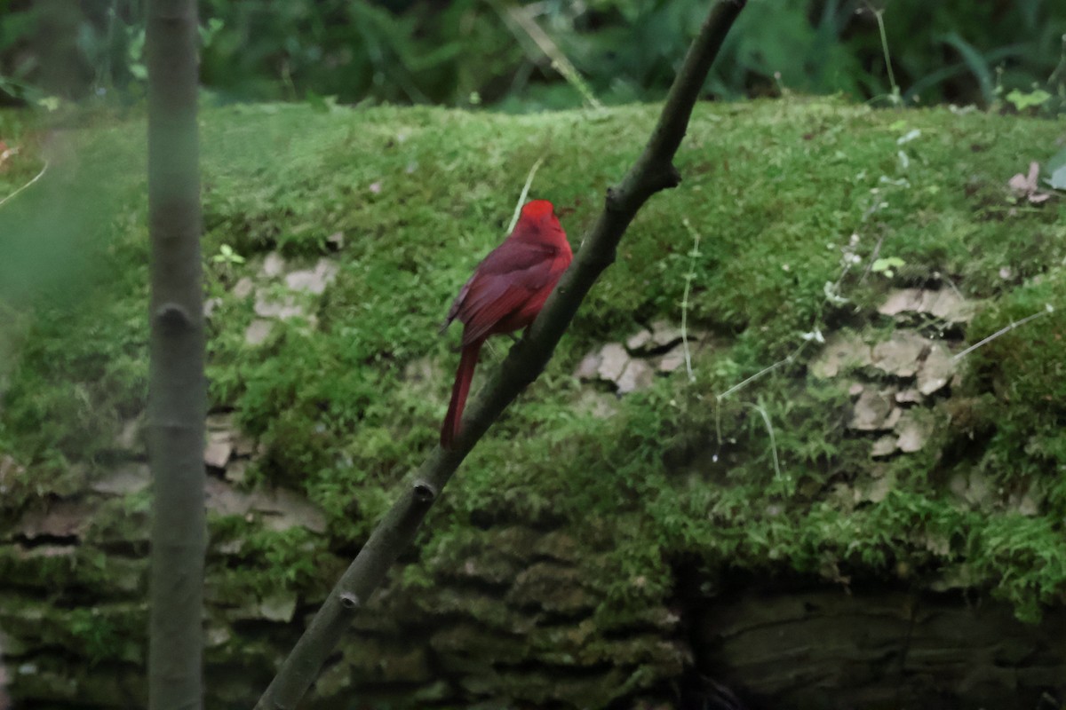 Northern Cardinal - ML620775117