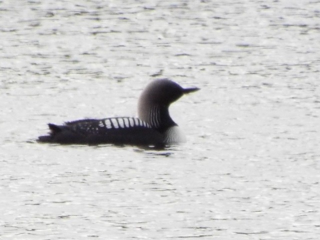 Pacific Loon - ML620775119