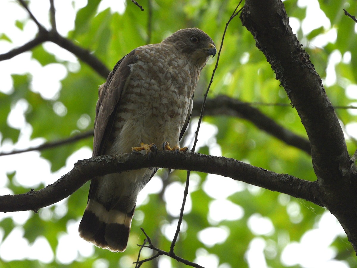 Broad-winged Hawk - ML620775122