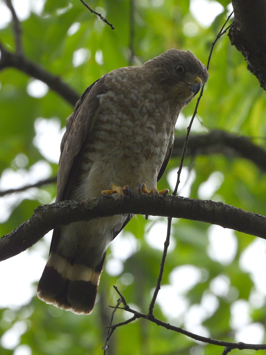 Broad-winged Hawk - ML620775123