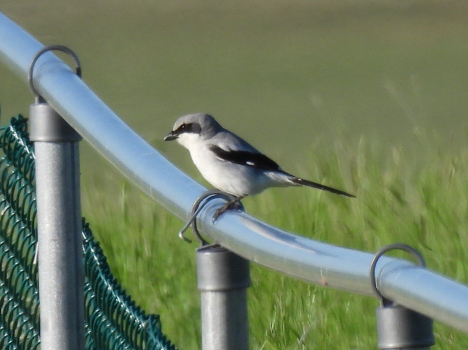 Loggerhead Shrike - ML620775125