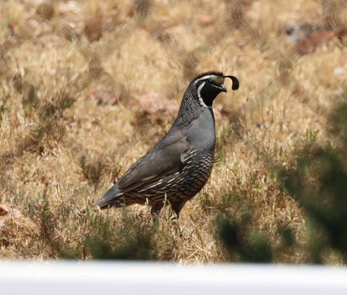 California Quail - ML620775126