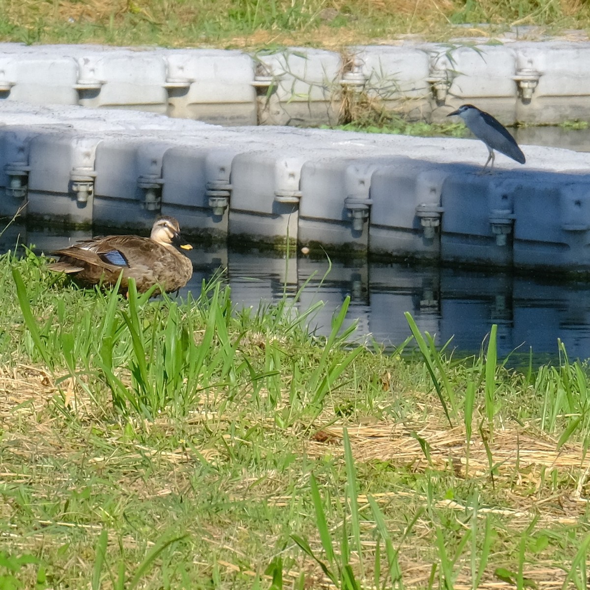 Black-crowned Night Heron - ML620775127