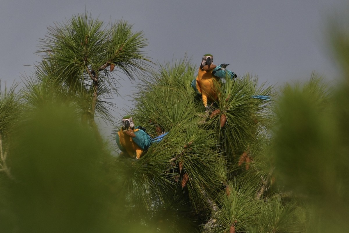 Blue-and-yellow Macaw - ML620775129