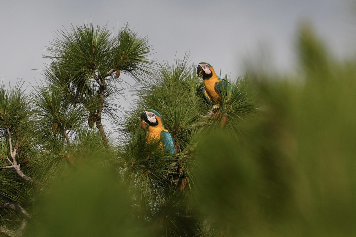 Guacamayo Azuliamarillo - ML620775130