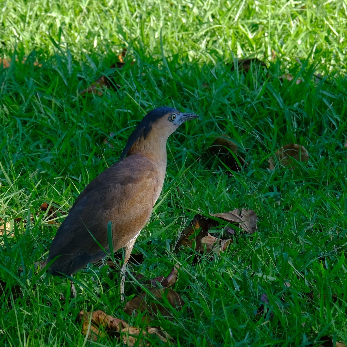 Malayan Night Heron - ML620775131