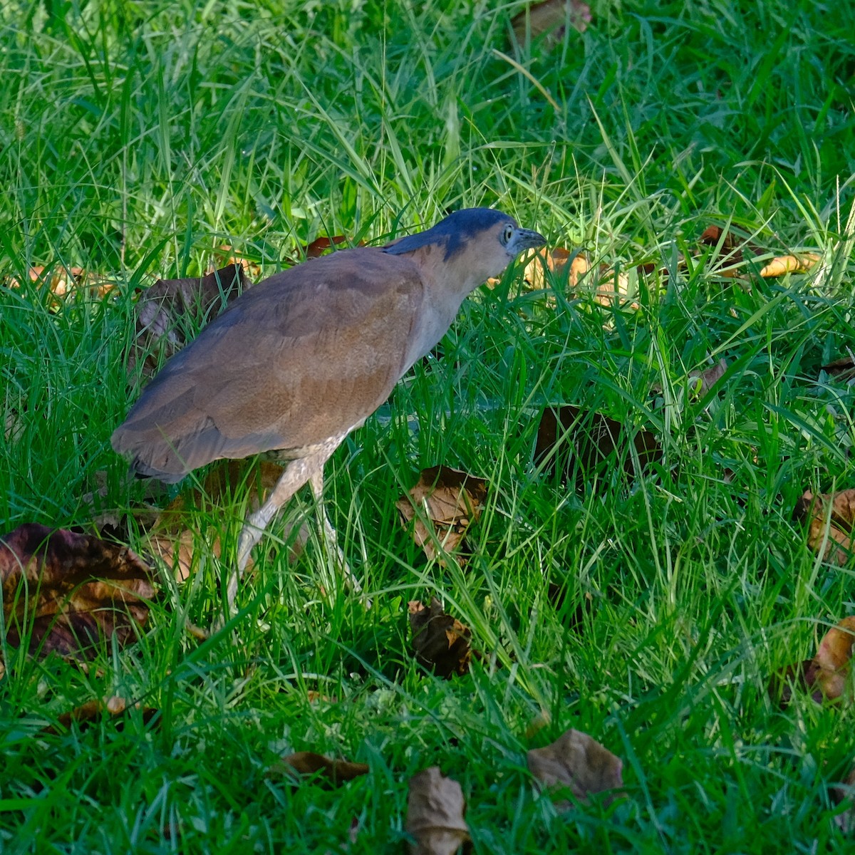 Malayan Night Heron - ML620775133