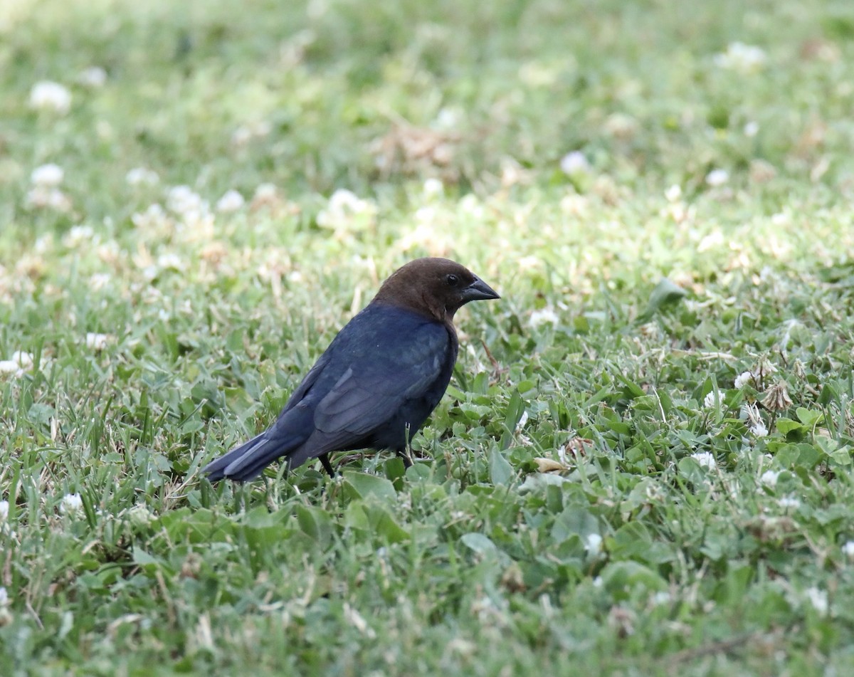 Brown-headed Cowbird - ML620775135