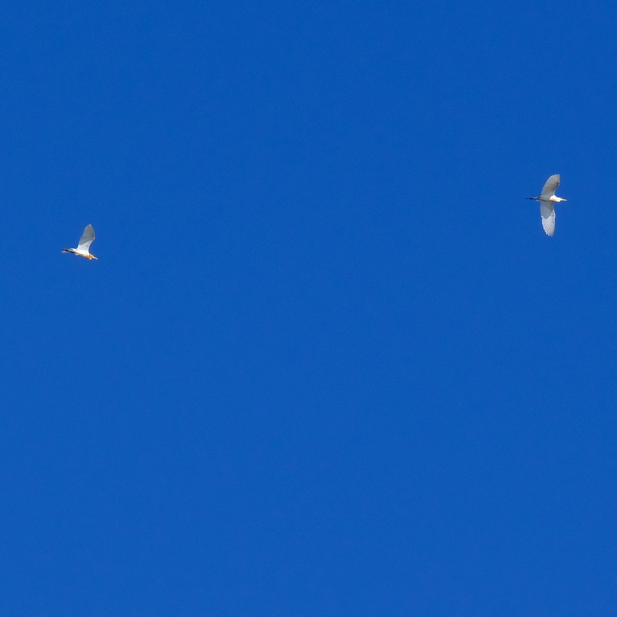 Eastern Cattle Egret - ML620775137