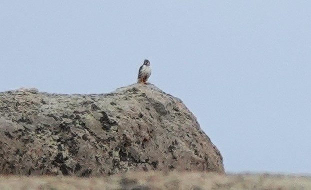 Peregrine Falcon - ML620775139