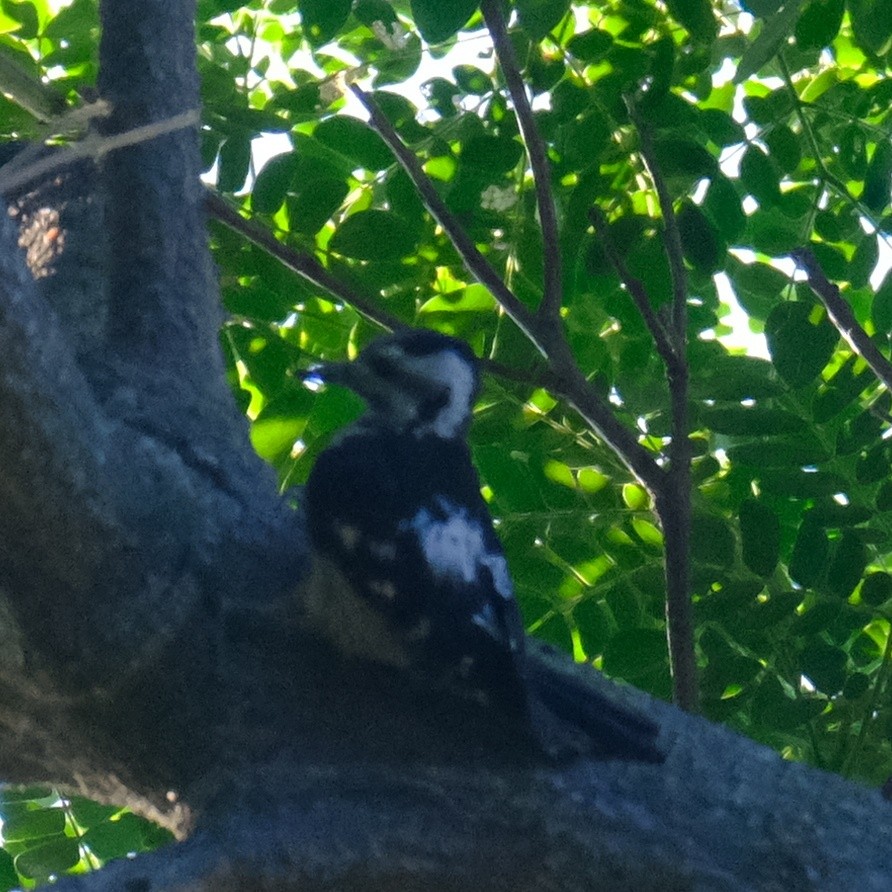 Gray-capped Pygmy Woodpecker - ML620775142