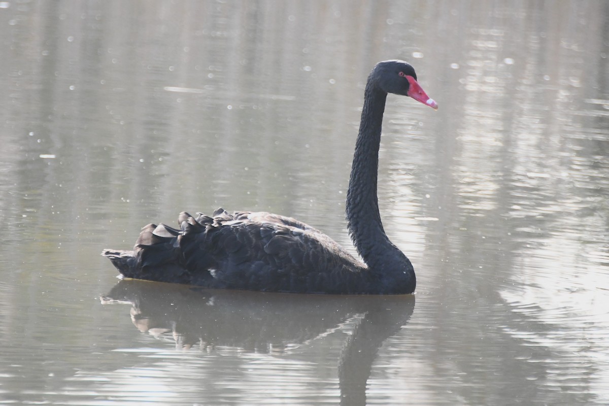 Black Swan - ML620775146