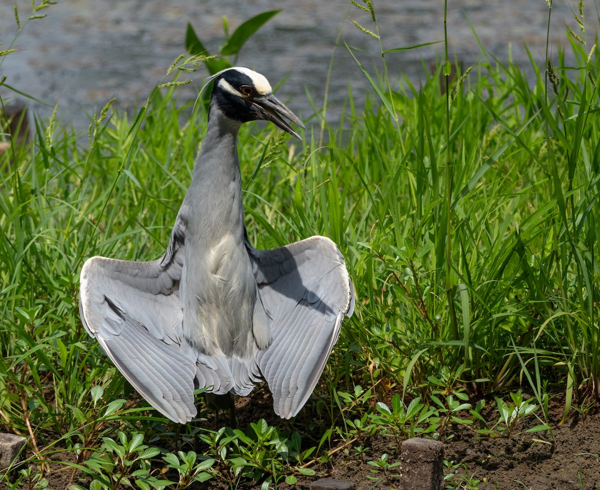 Yellow-crowned Night Heron - ML620775148