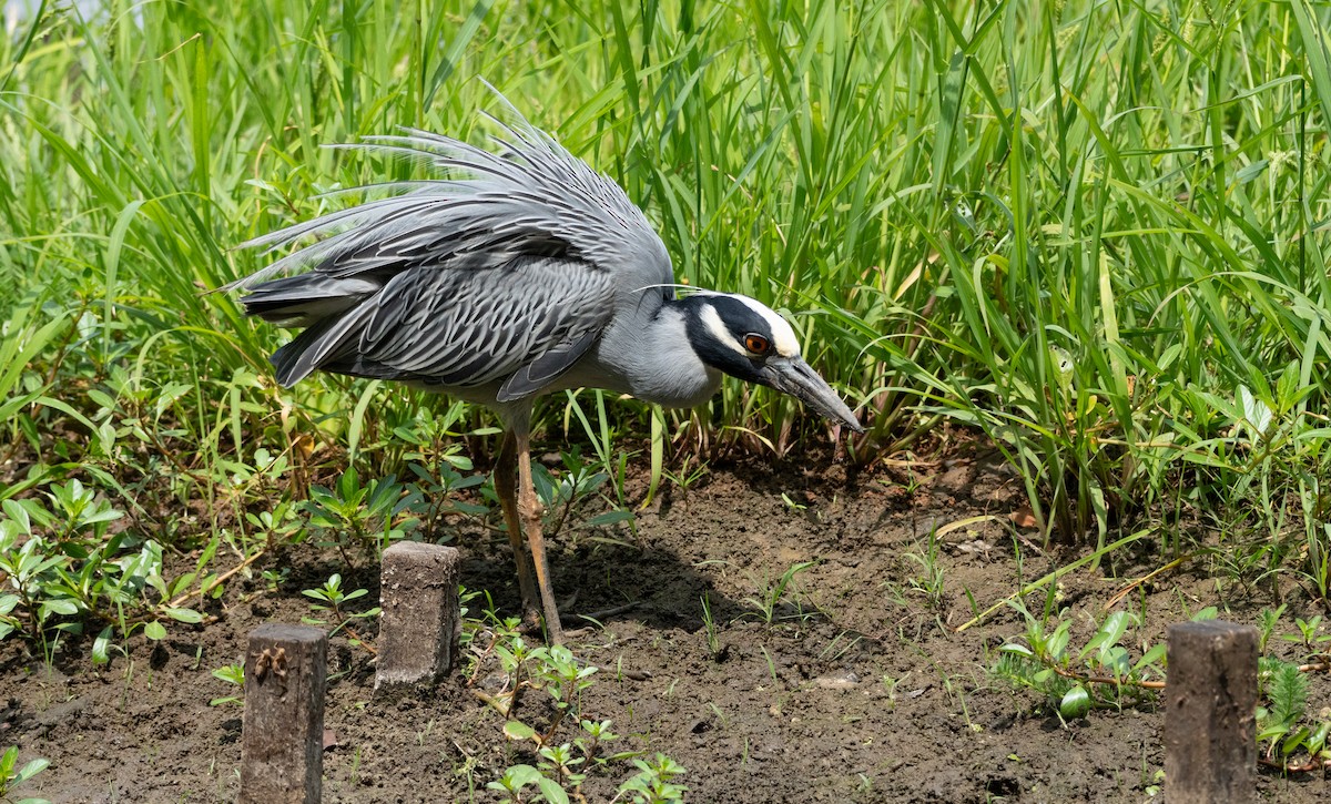 Yellow-crowned Night Heron - ML620775150