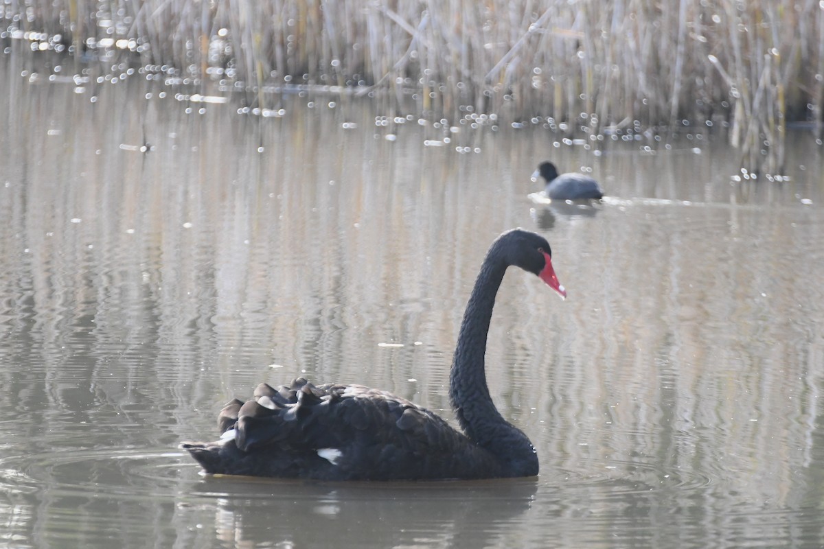 Black Swan - ML620775151