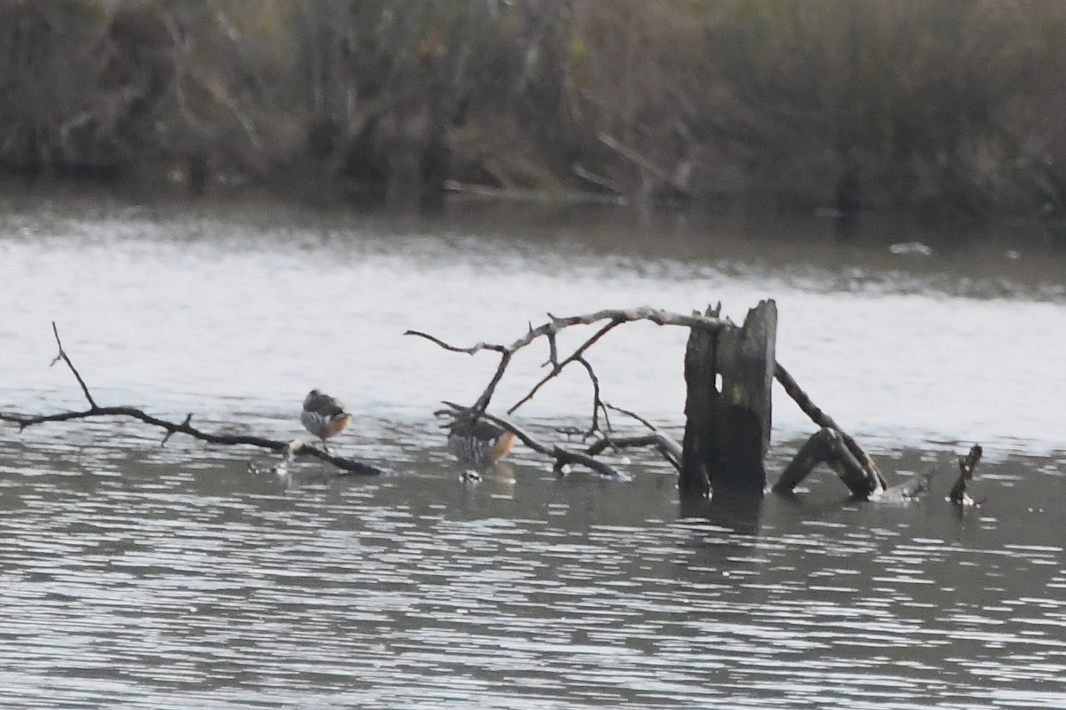 Pink-eared Duck - ML620775157