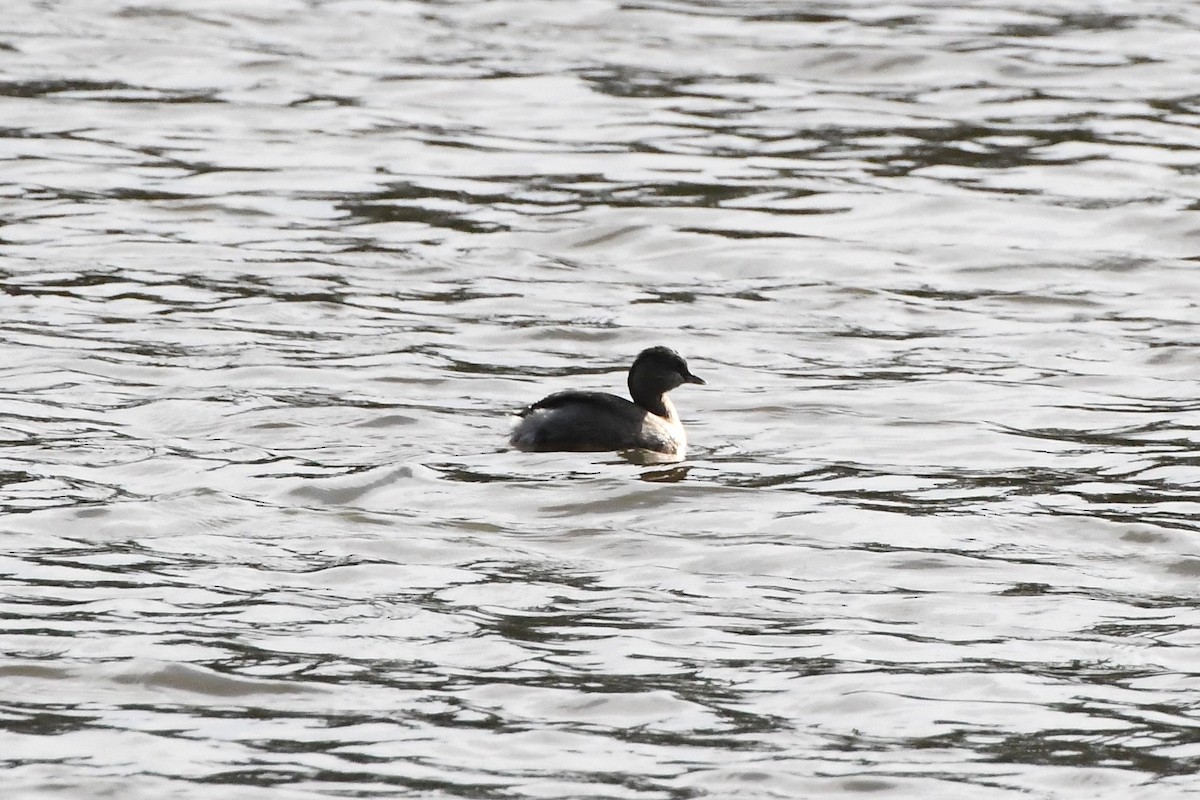 Hoary-headed Grebe - ML620775161