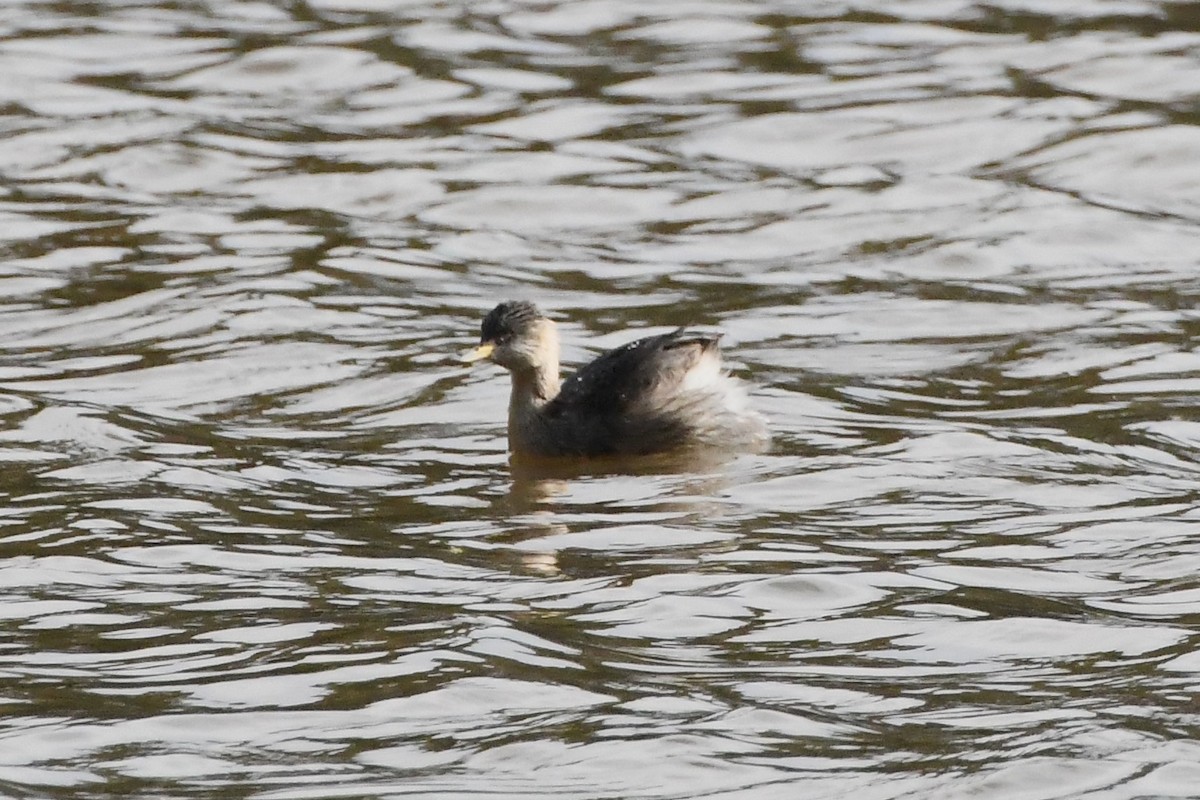 Hoary-headed Grebe - ML620775163