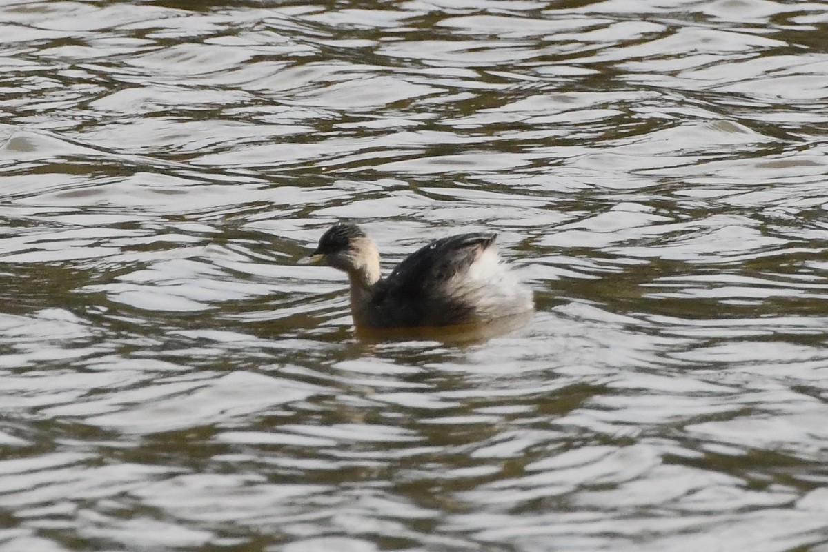 Hoary-headed Grebe - ML620775165