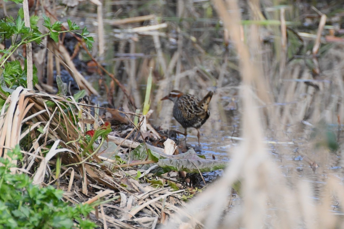 Buff-banded Rail - ML620775171