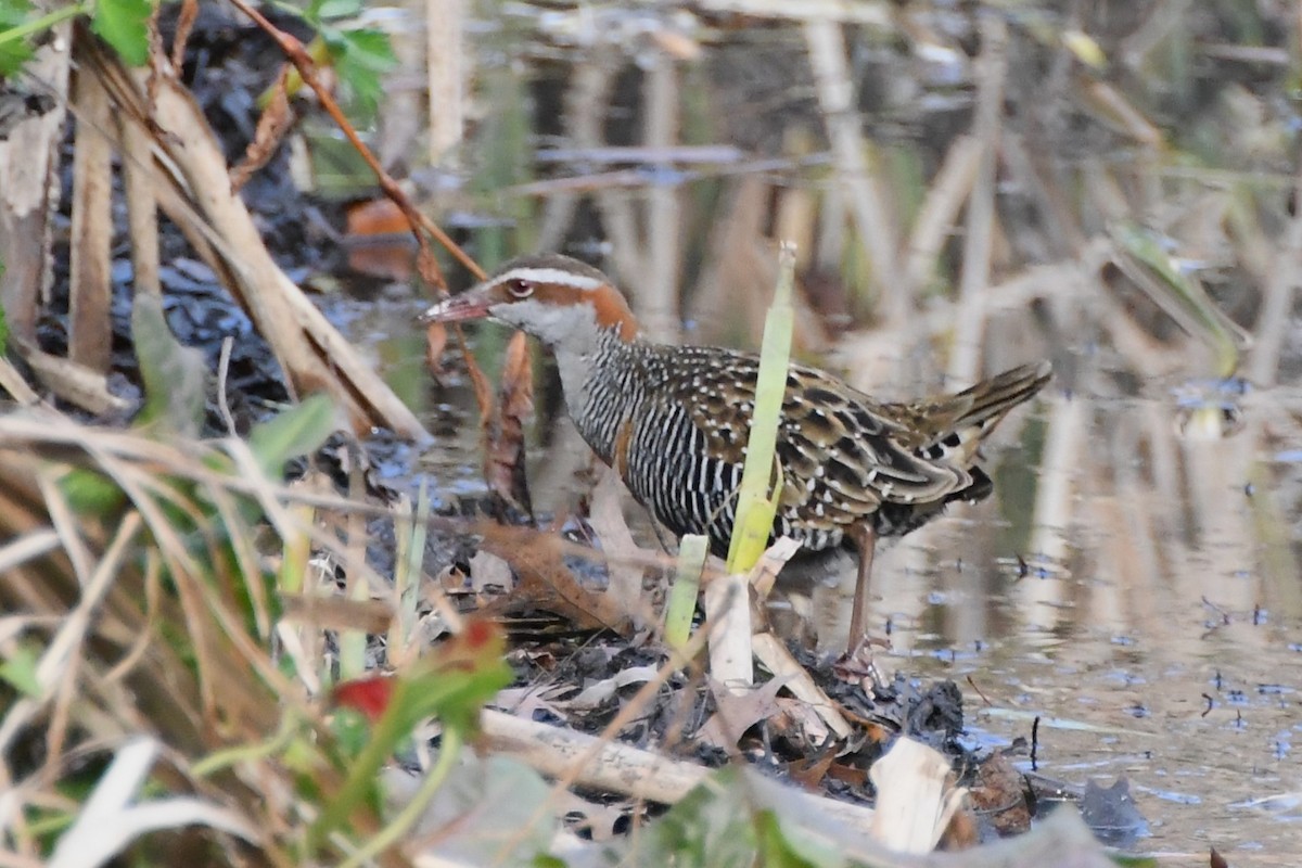 Buff-banded Rail - ML620775173