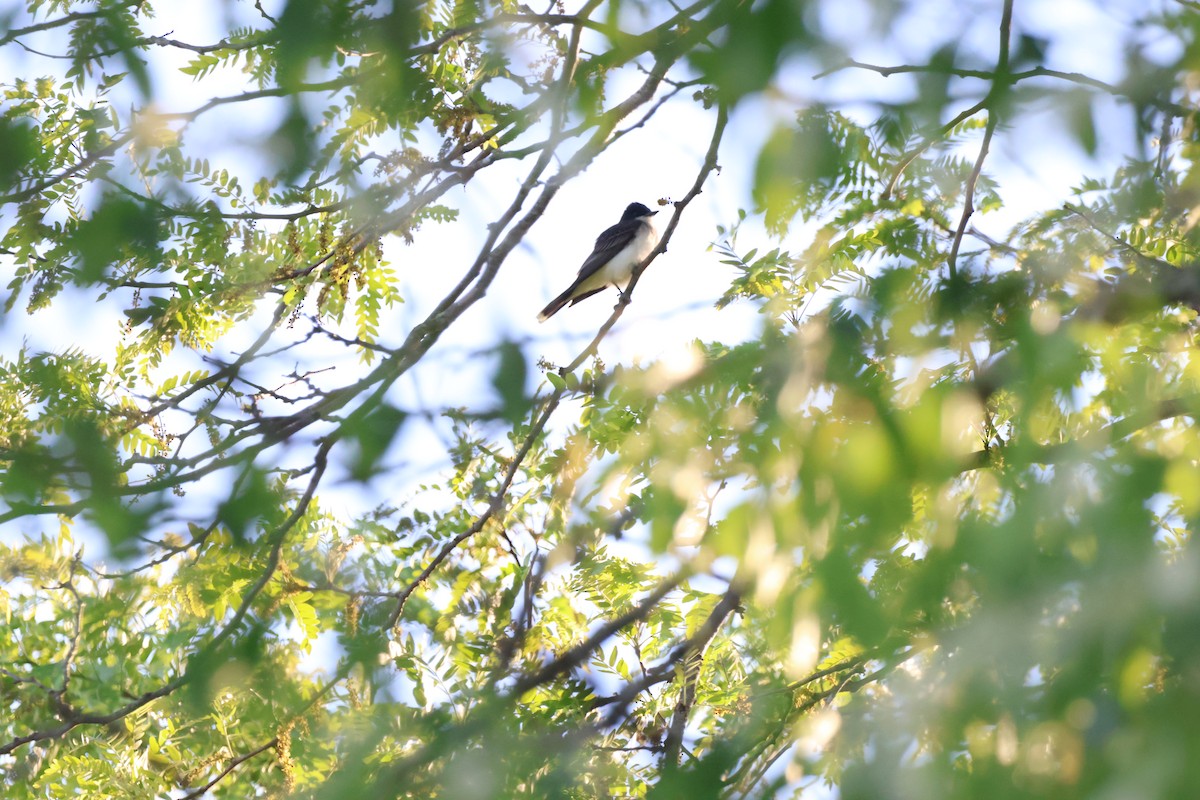 Eastern Kingbird - ML620775177