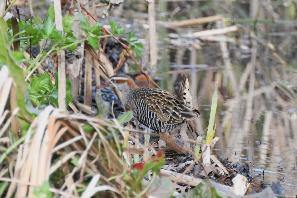 Buff-banded Rail - ML620775178