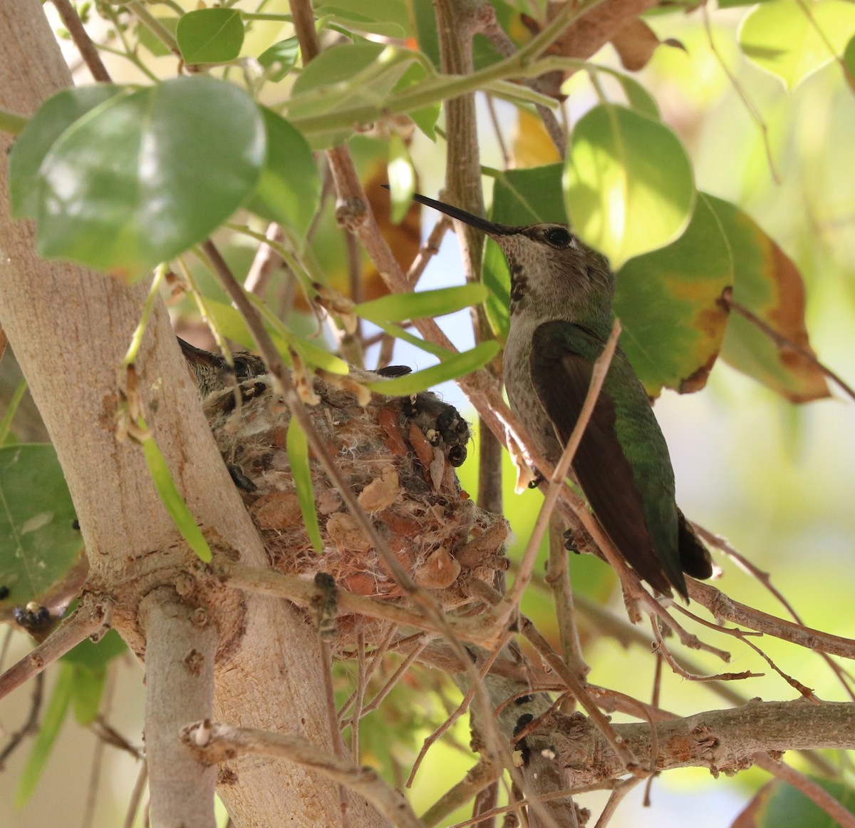 Anna's Hummingbird - adam zions