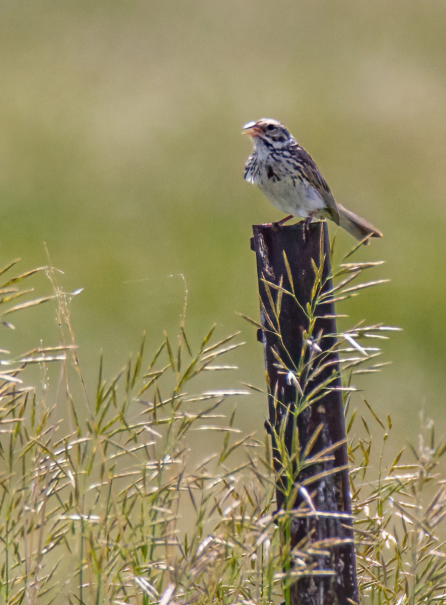 Savannah Sparrow - Todd Miller