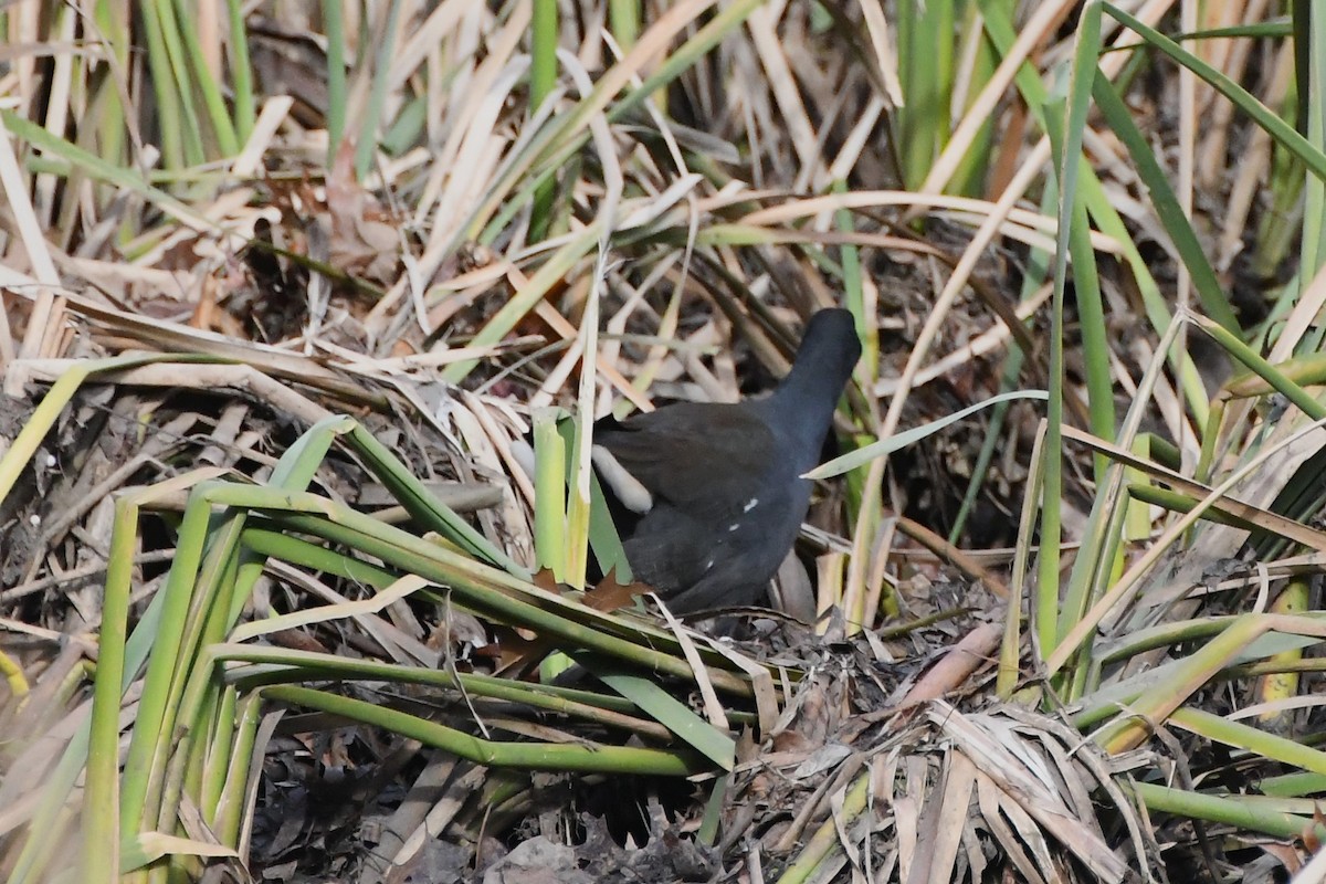 Dusky Moorhen - ML620775187