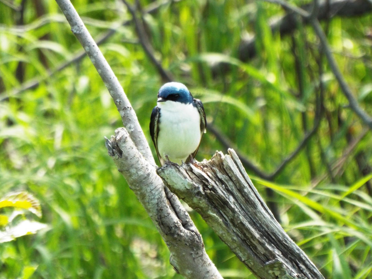 Tree Swallow - ML620775191