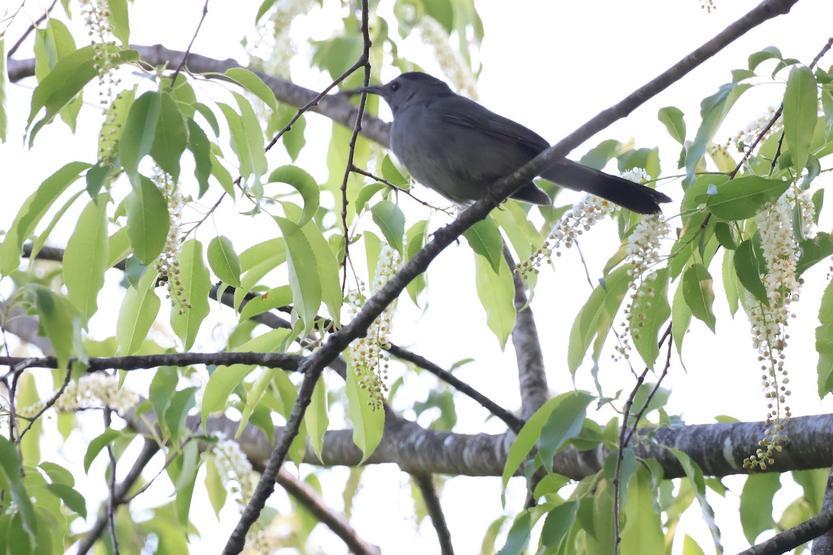 Gray Catbird - ML620775192