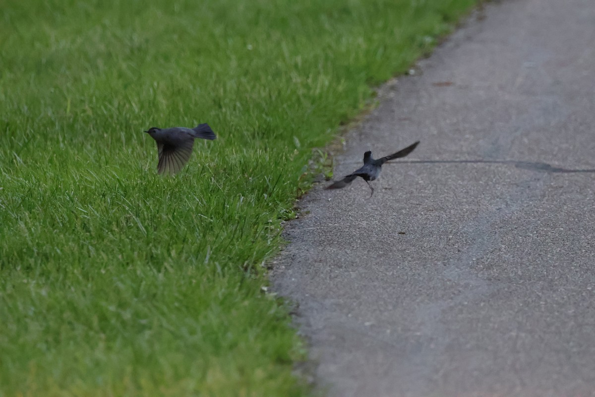 Gray Catbird - Josiah Rajasingh