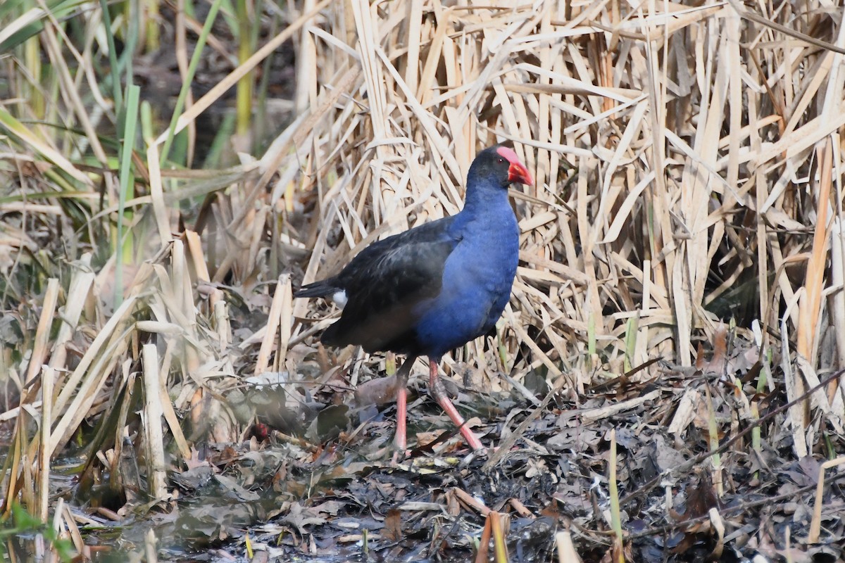 Australasian Swamphen - ML620775194