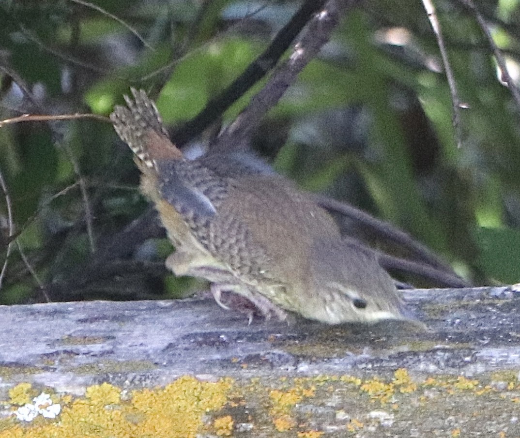 House Wren - ML620775195