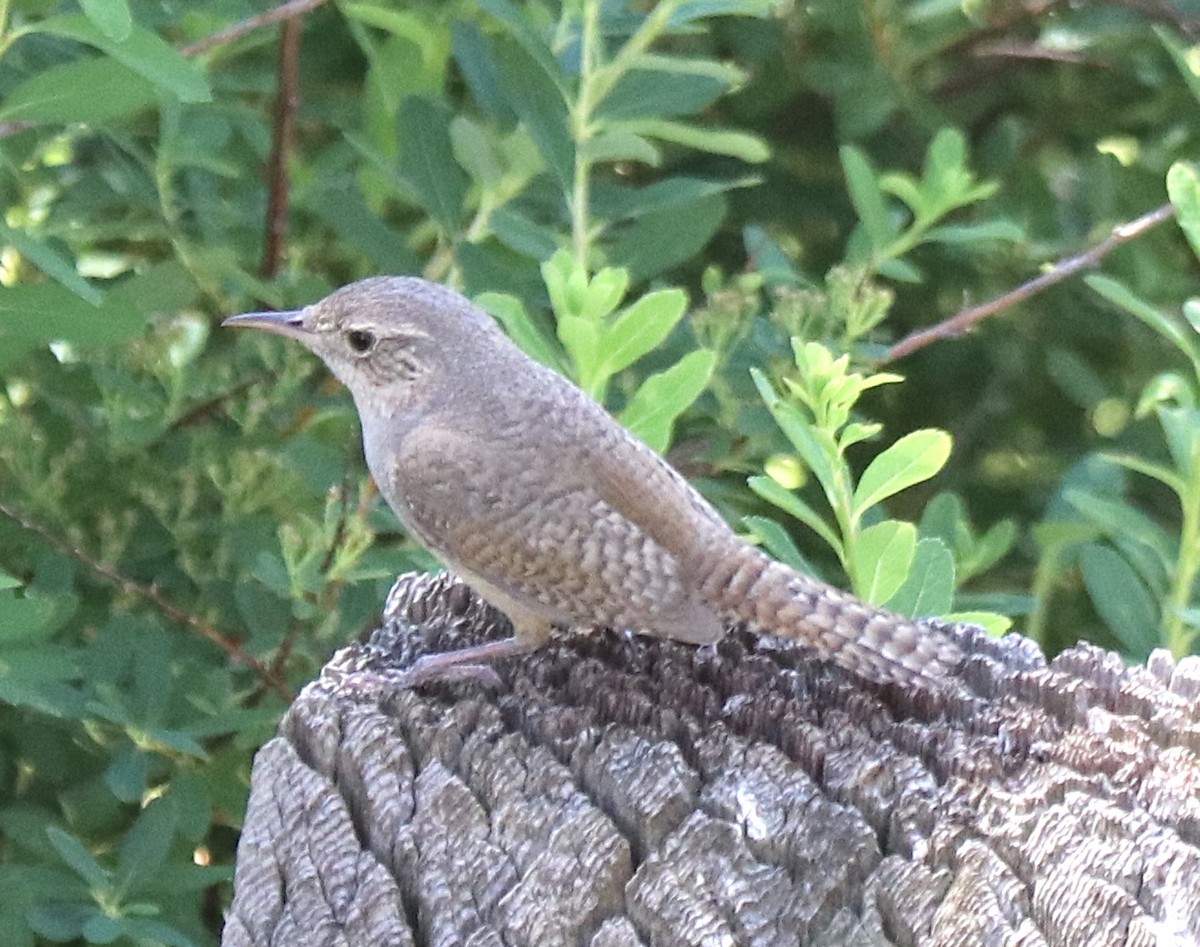 House Wren - ML620775197