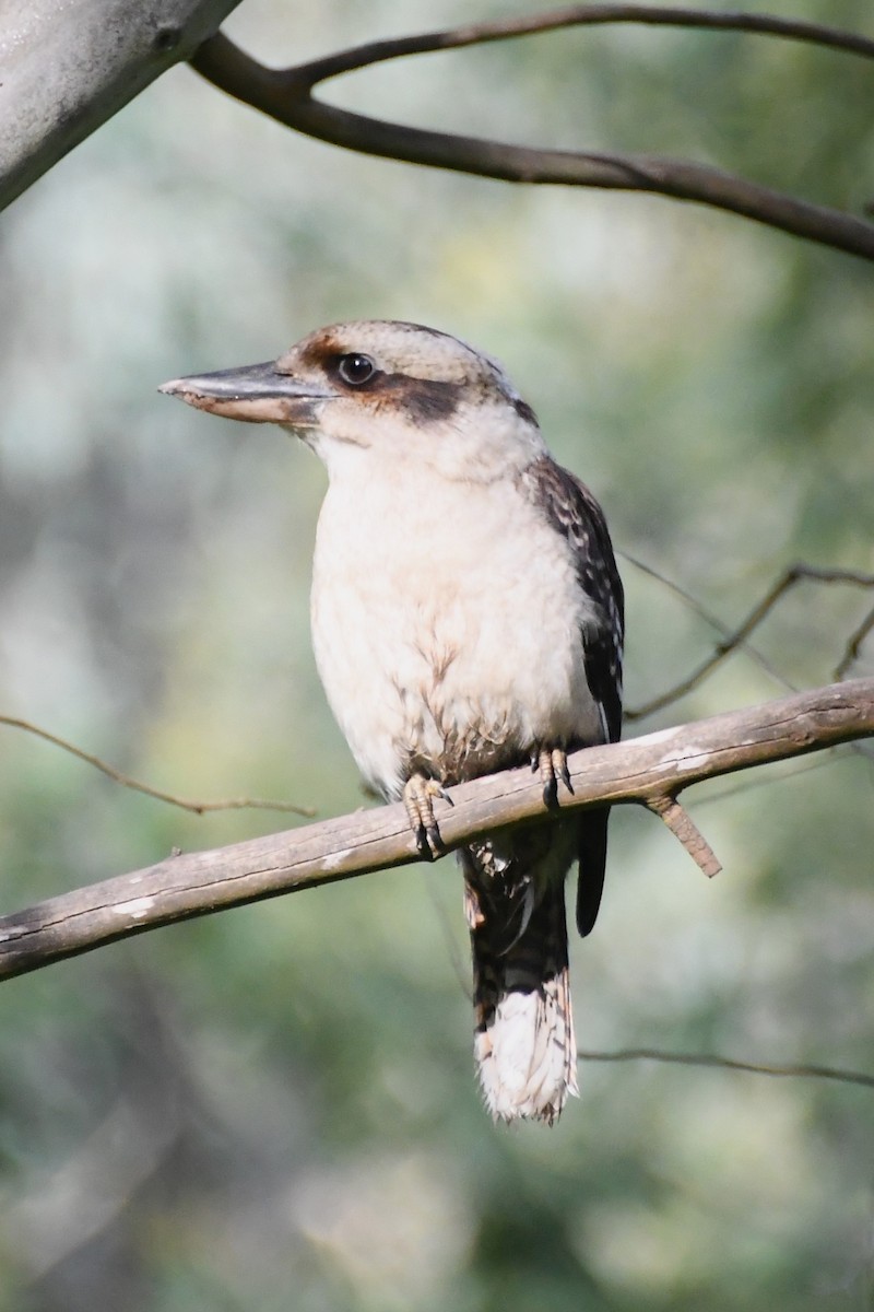 Laughing Kookaburra - ML620775198