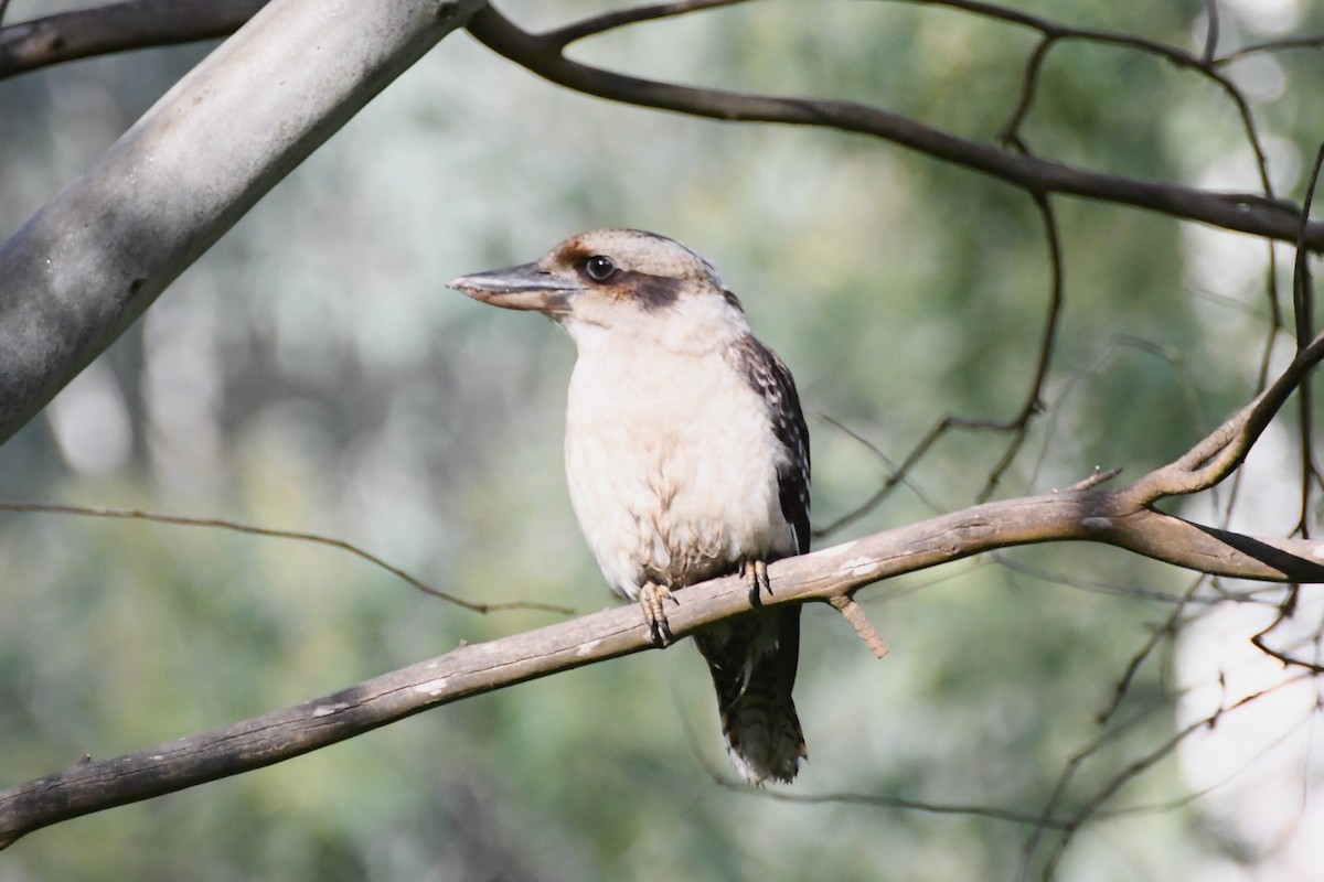 Laughing Kookaburra - ML620775205