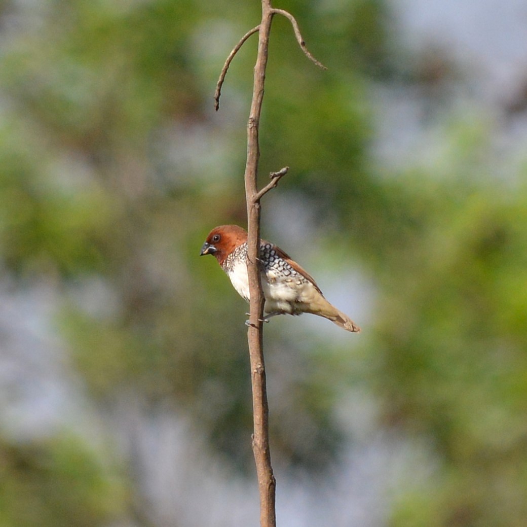 Scaly-breasted Munia - ML620775208