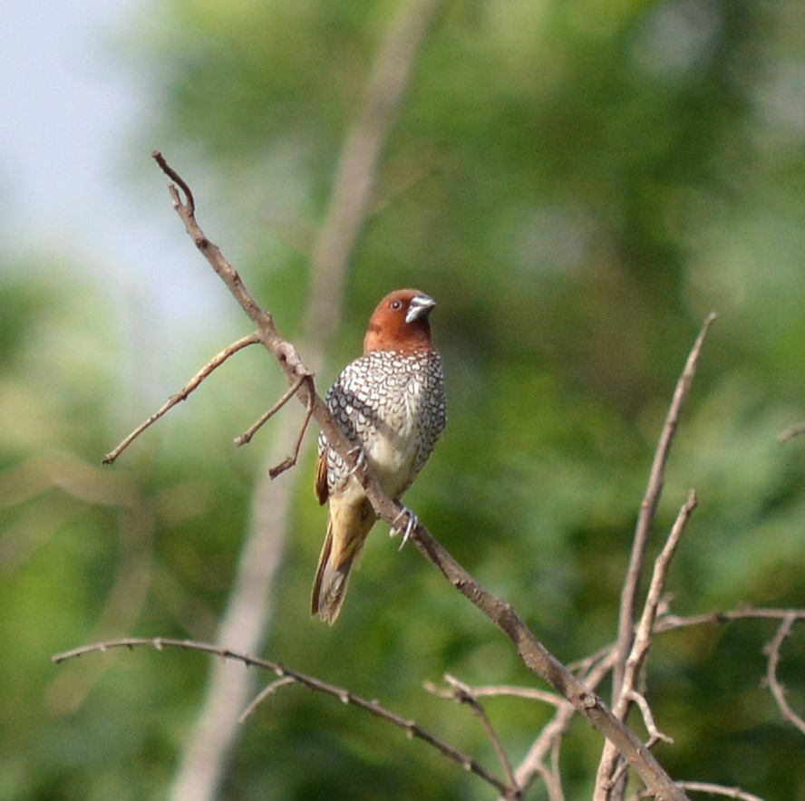 Scaly-breasted Munia - ML620775210