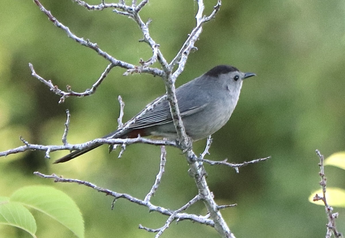 Gray Catbird - ML620775212