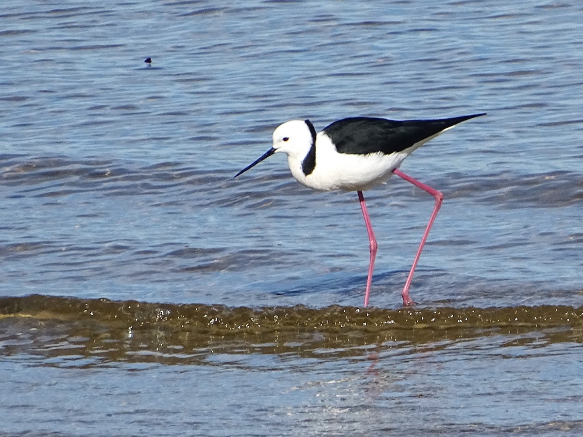 Pied Stilt - ML620775215