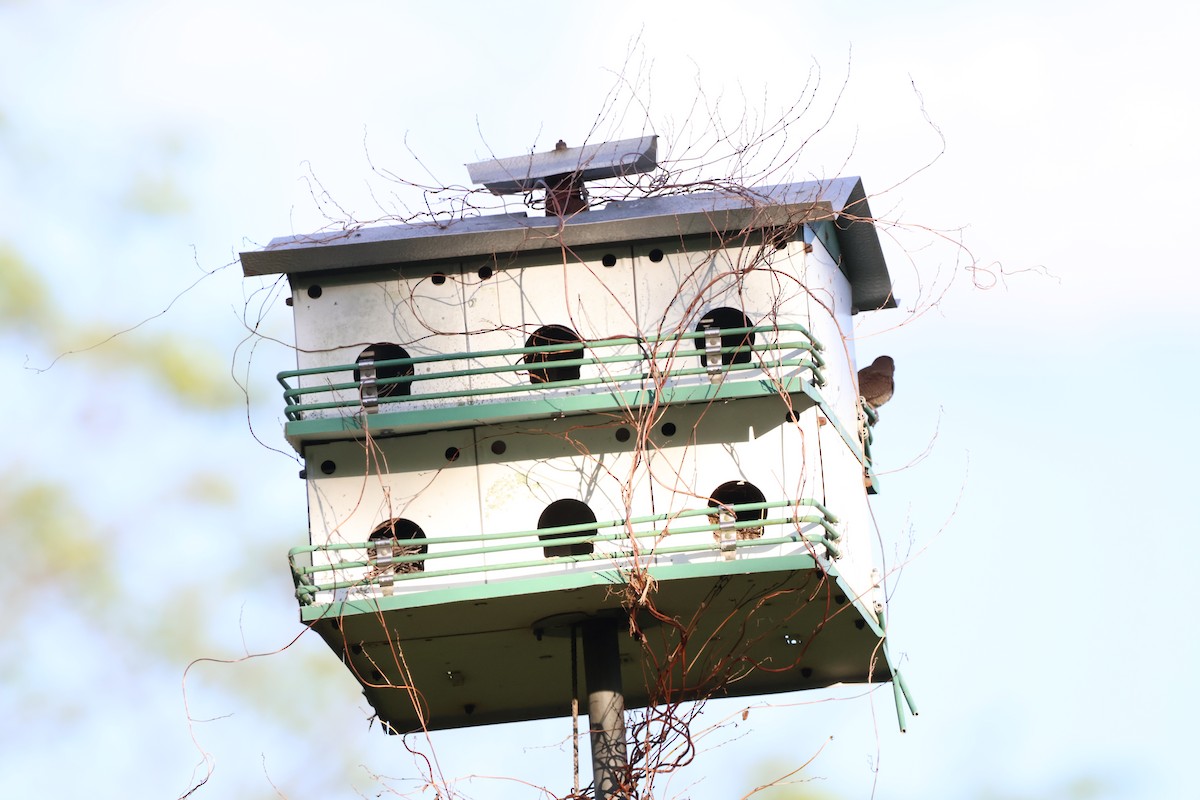 House Wren - ML620775217