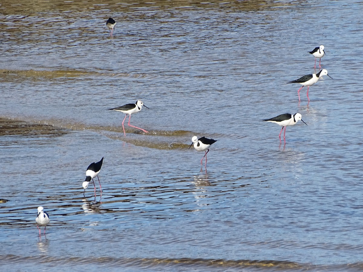 Pied Stilt - ML620775218