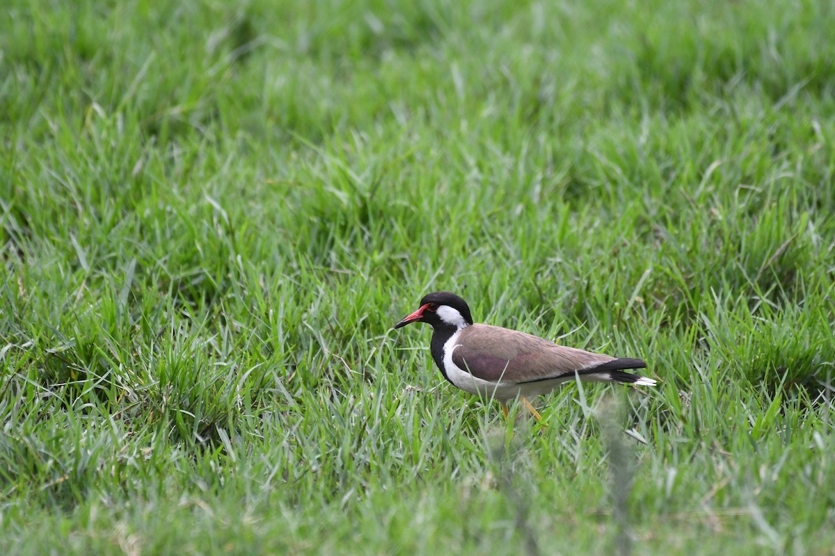 Red-wattled Lapwing - ML620775219