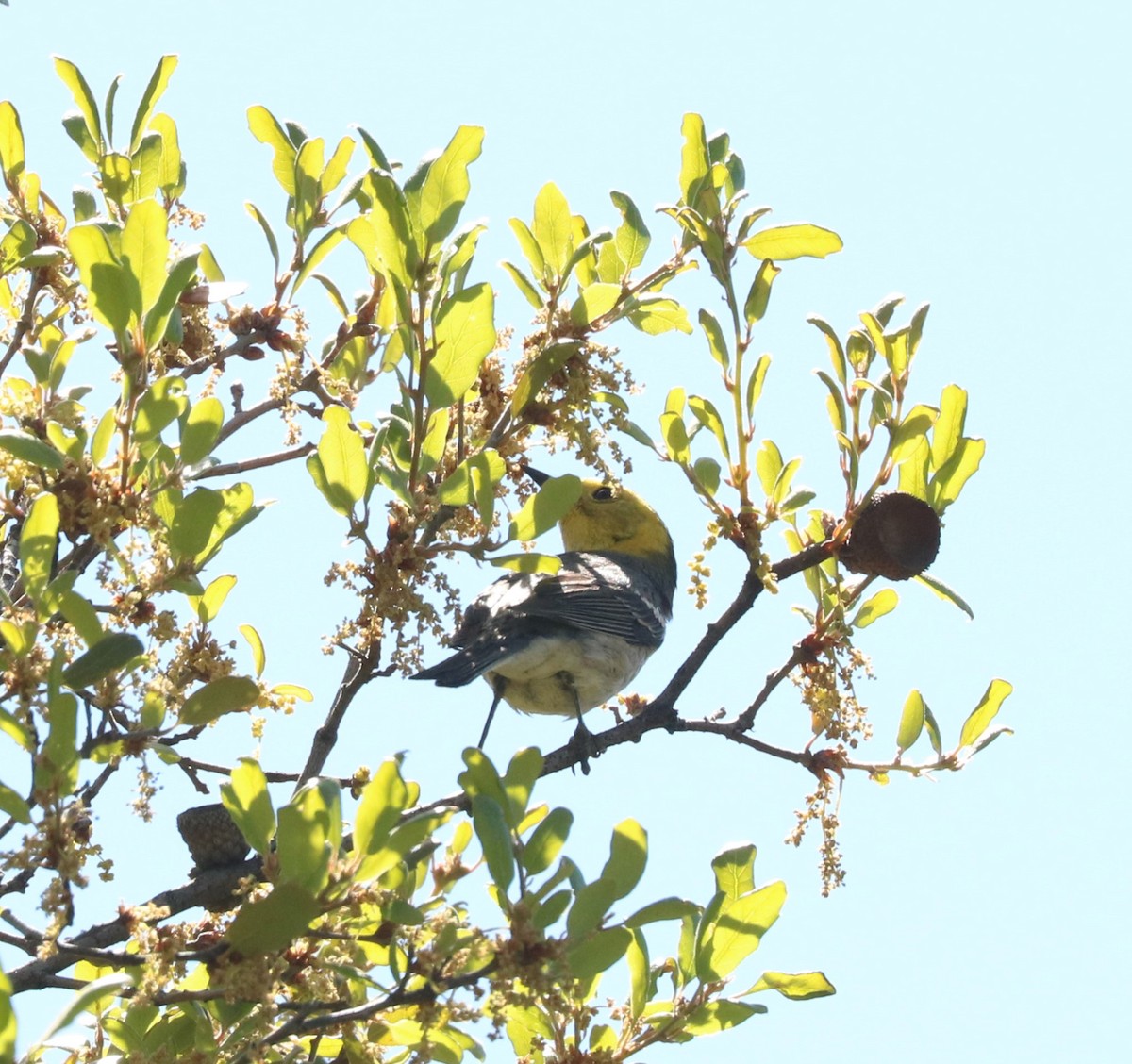 Paruline à tête jaune - ML620775220