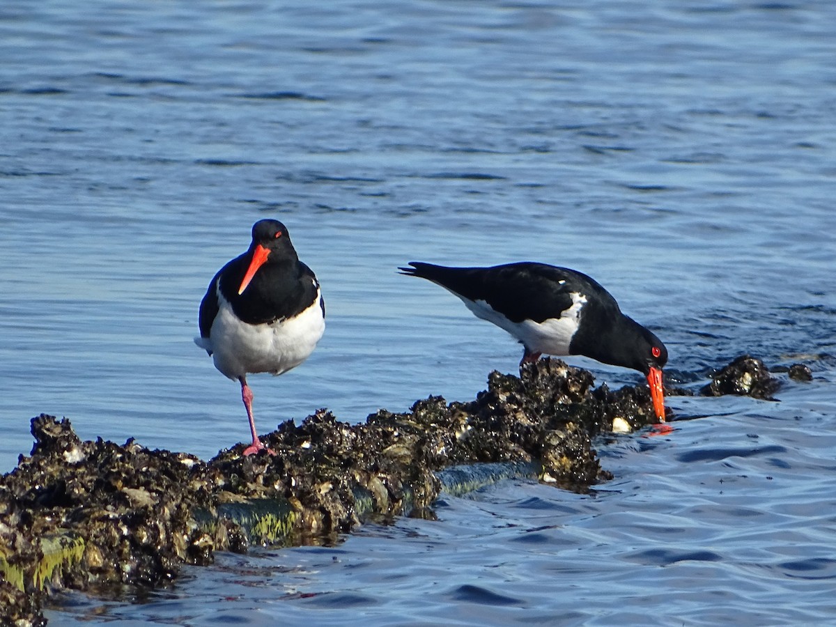 Pied Oystercatcher - ML620775221